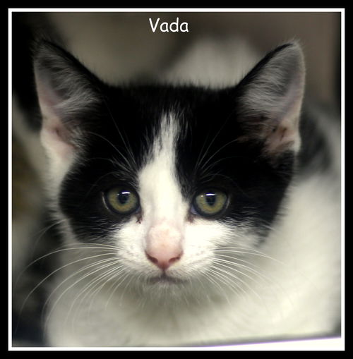 Vada