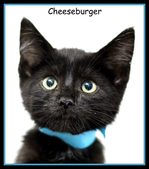 Cheeseburger