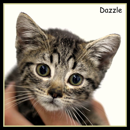 Dazzle