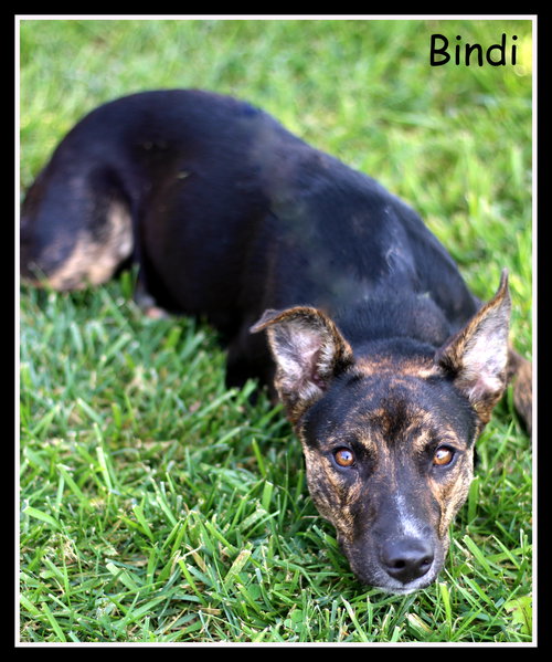 Bindi
