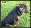Bindi