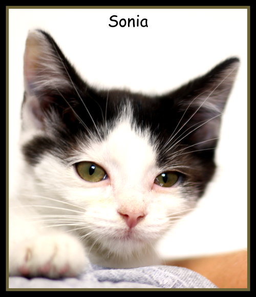 Sonia