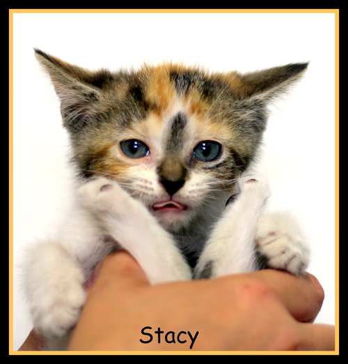 Stacy