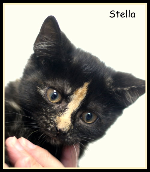 Stella