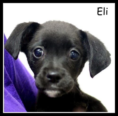 Eli