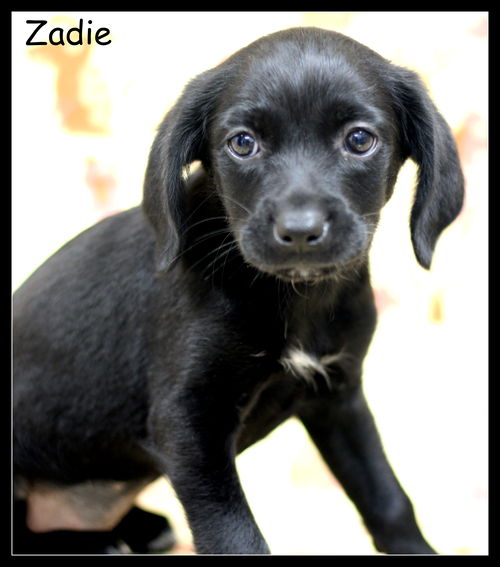 Zadie