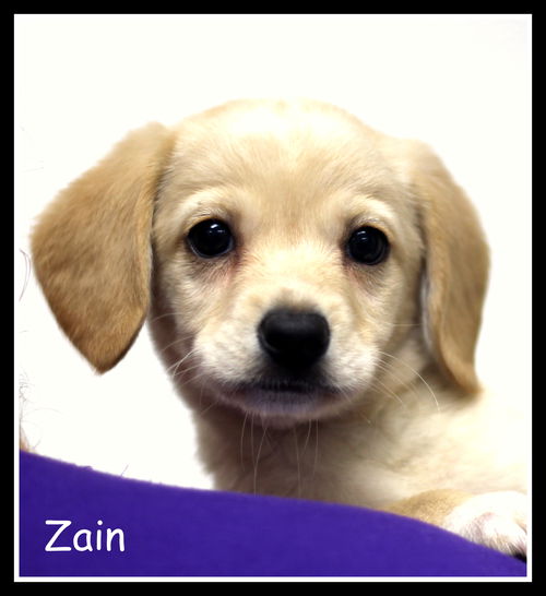 Zain