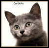 Cordelia