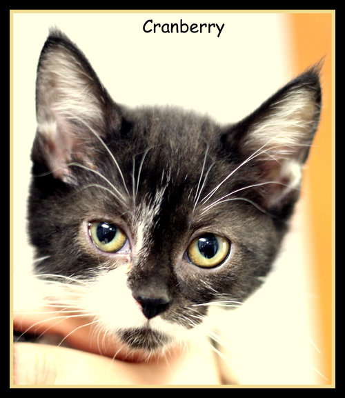 Cranberry