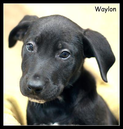 Waylon