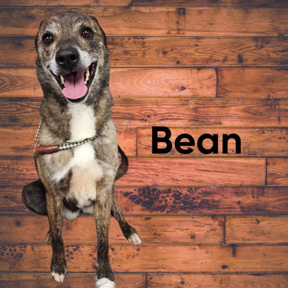 Bean