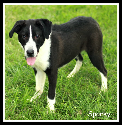 Sparky
