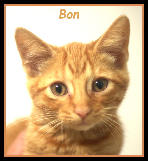 Bon