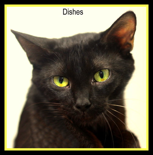 Dishes