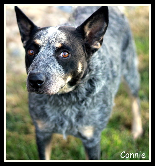 Connie