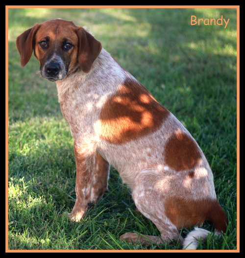 Brandy