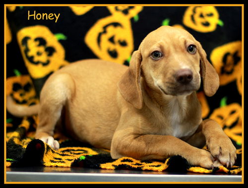 Honey