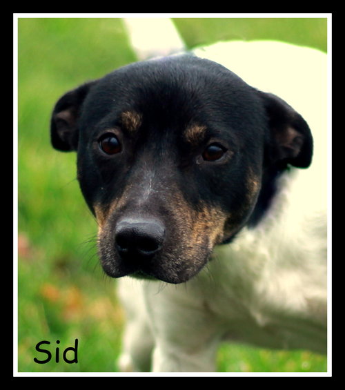 Sid