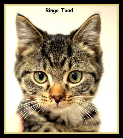 Gringo Toad