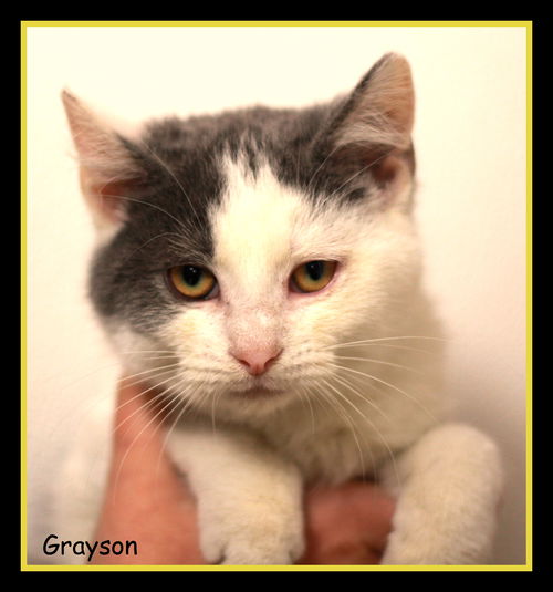 Grayson