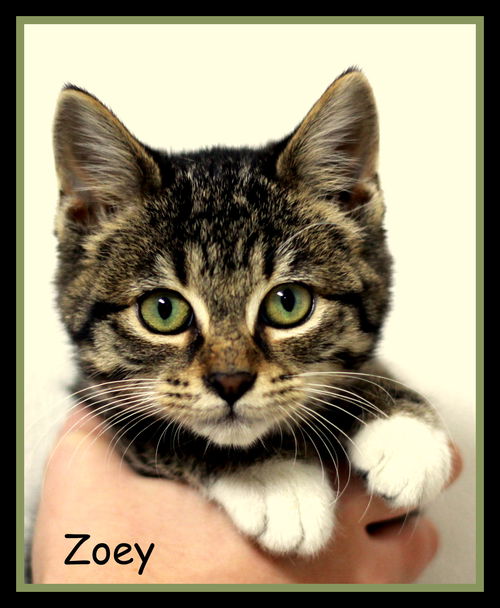 Zoey