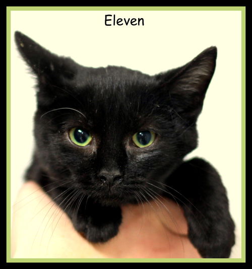 Eleven