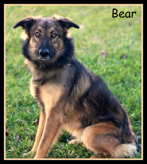 Bear