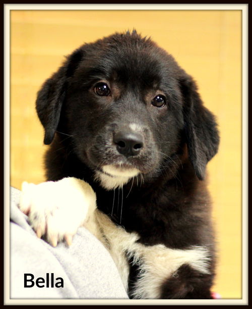 Bella