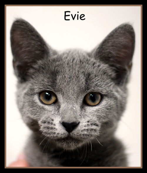 Evie