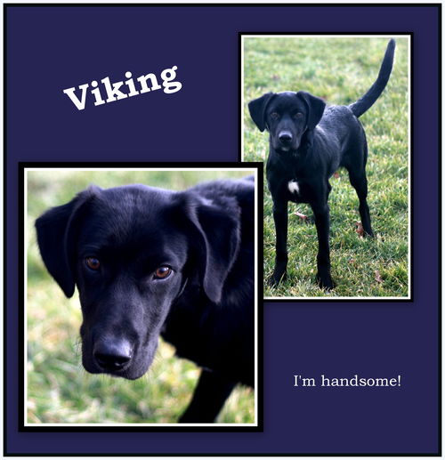 Viking