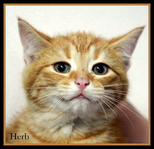 Herb