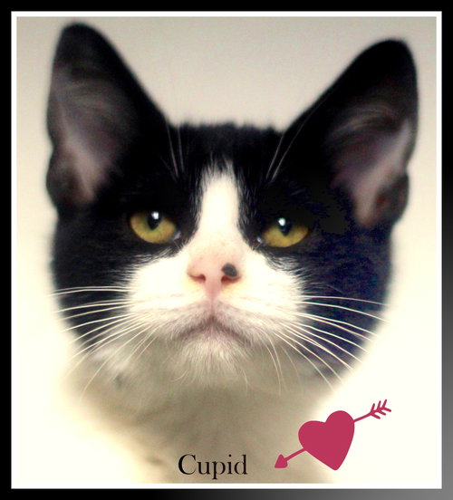 Cupid