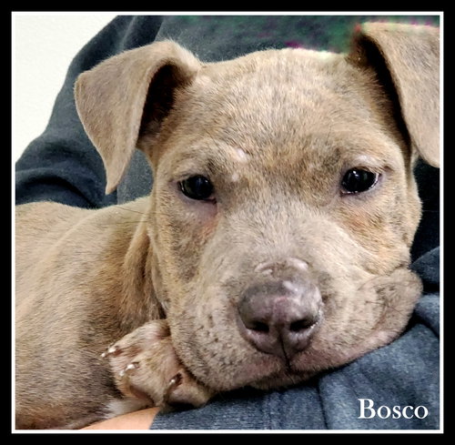 Bosco