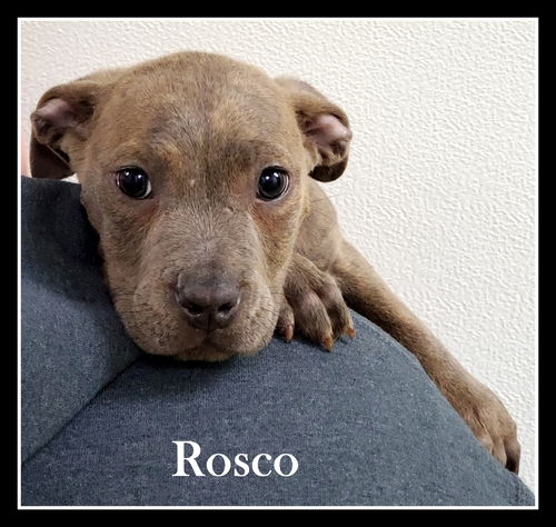 Rosco