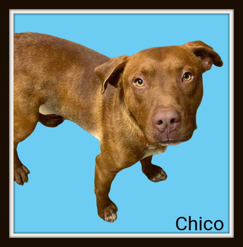 Chico