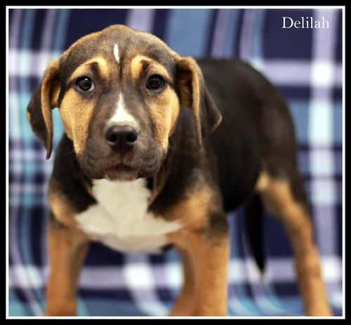 Delilah
