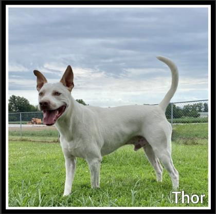 Thor