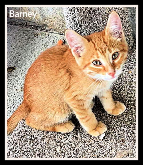 Barney