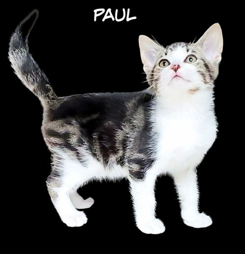 Paul