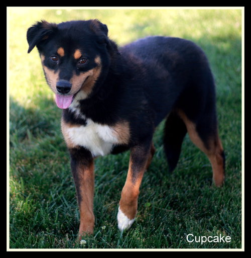 Cupcake
