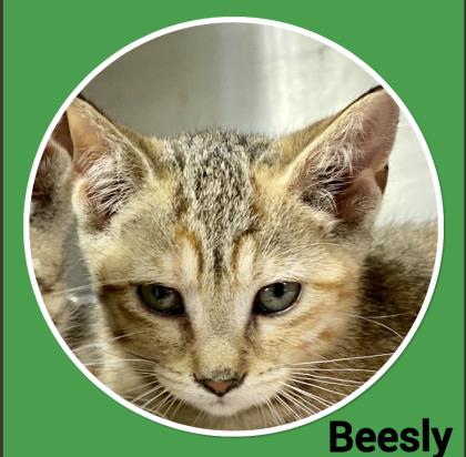 Beesly