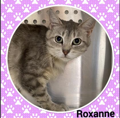 Roxanne