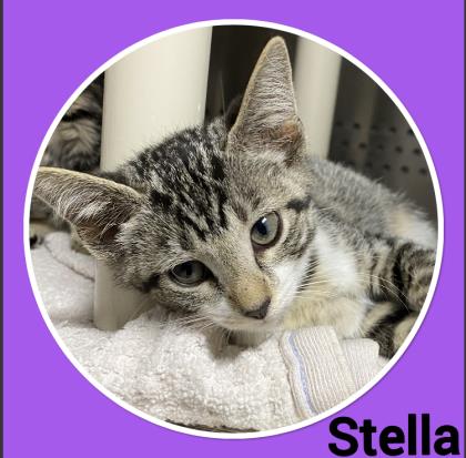 Stella