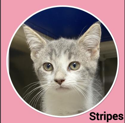 Stripes