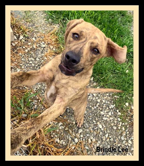 Brindle Lee