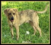 Brindle Lee