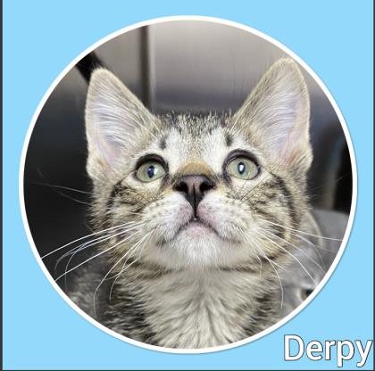 Derpy