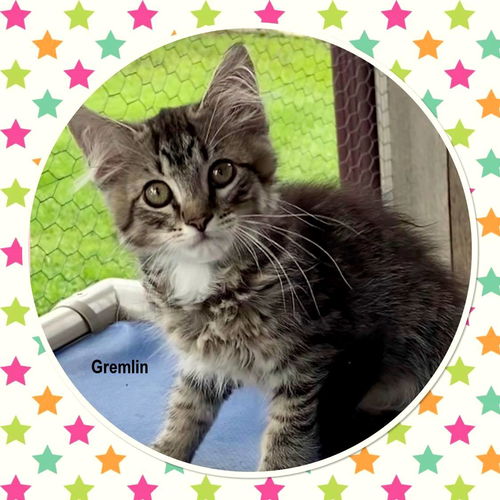 Gremlin