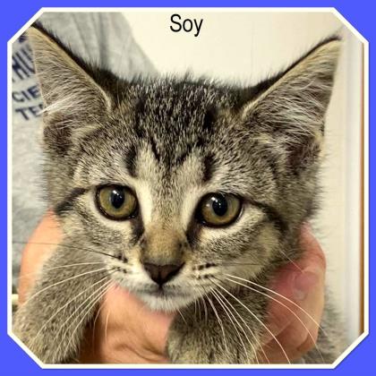 Soy