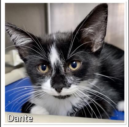 Dante